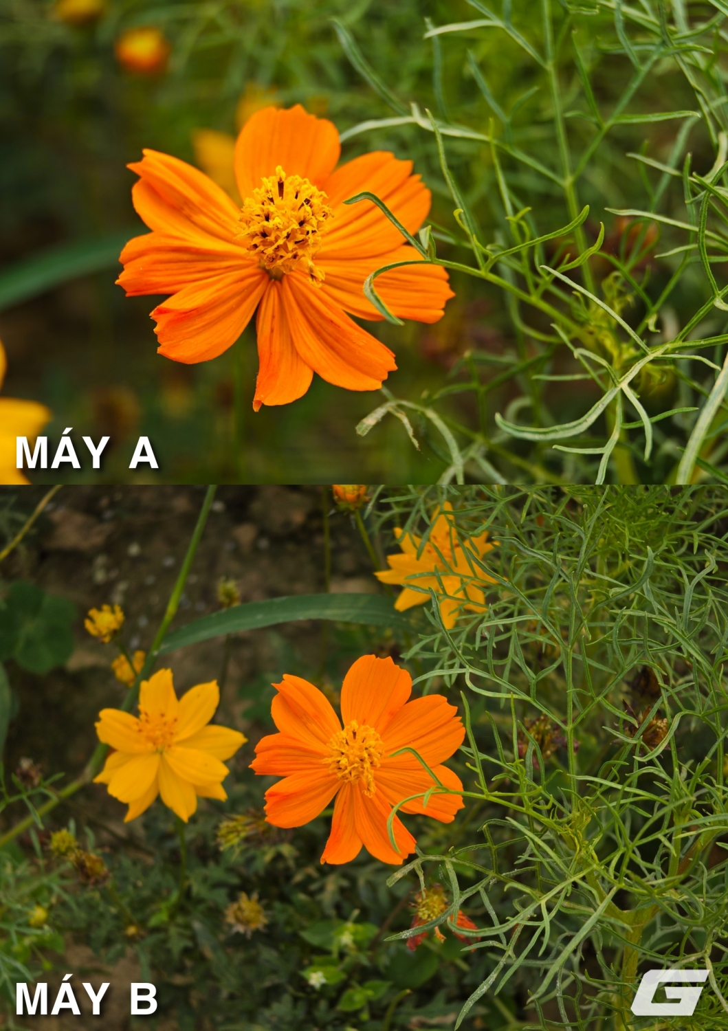 Kết quả blind test camera Leica Leitzphone by Xiaomi và Galaxy S26 Ultra: Hóa ra không hề dễ đoán? 6 so sanh leica leitzphone vs galaxy s26 ultra genk so sanh leica leitzphone vs galaxy s26 ultra genk img20260406154432 down 1776078850863 1776078851130290972601